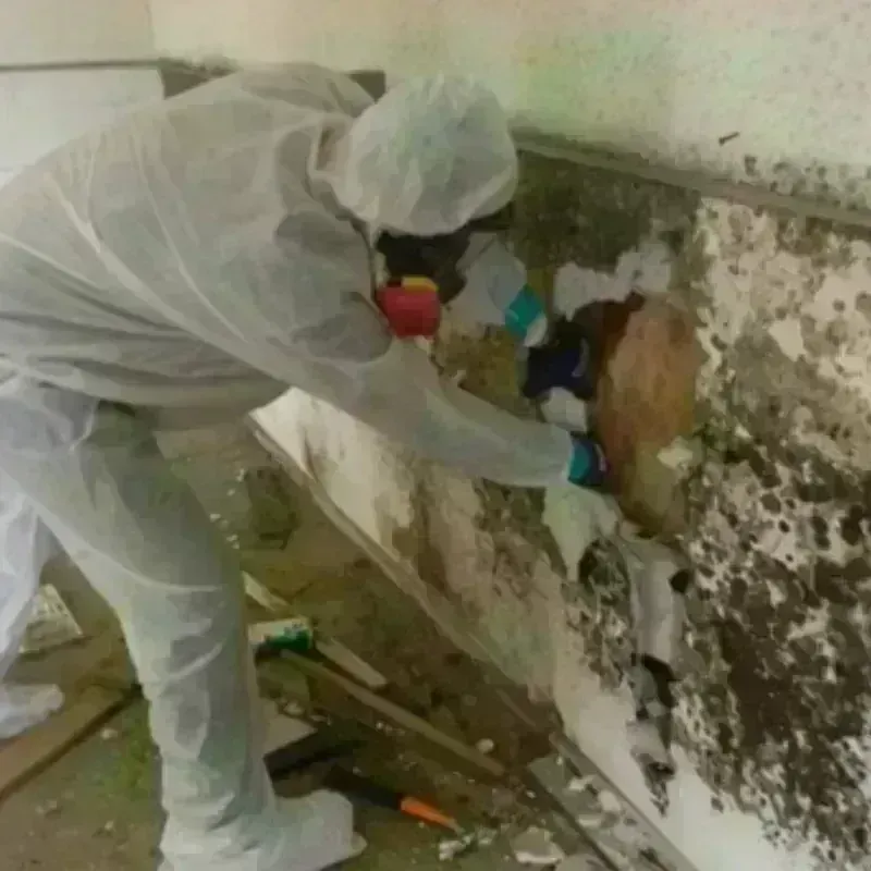 Mold Remediation and Removal in Durham County, NC